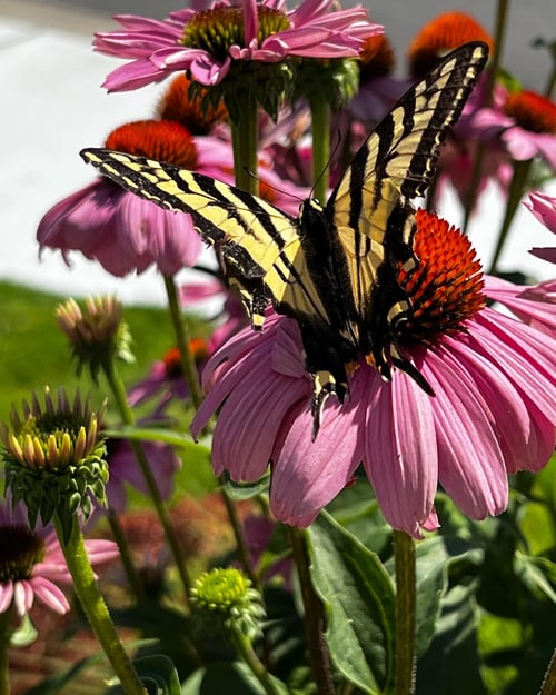 a- swallotail and echinacea